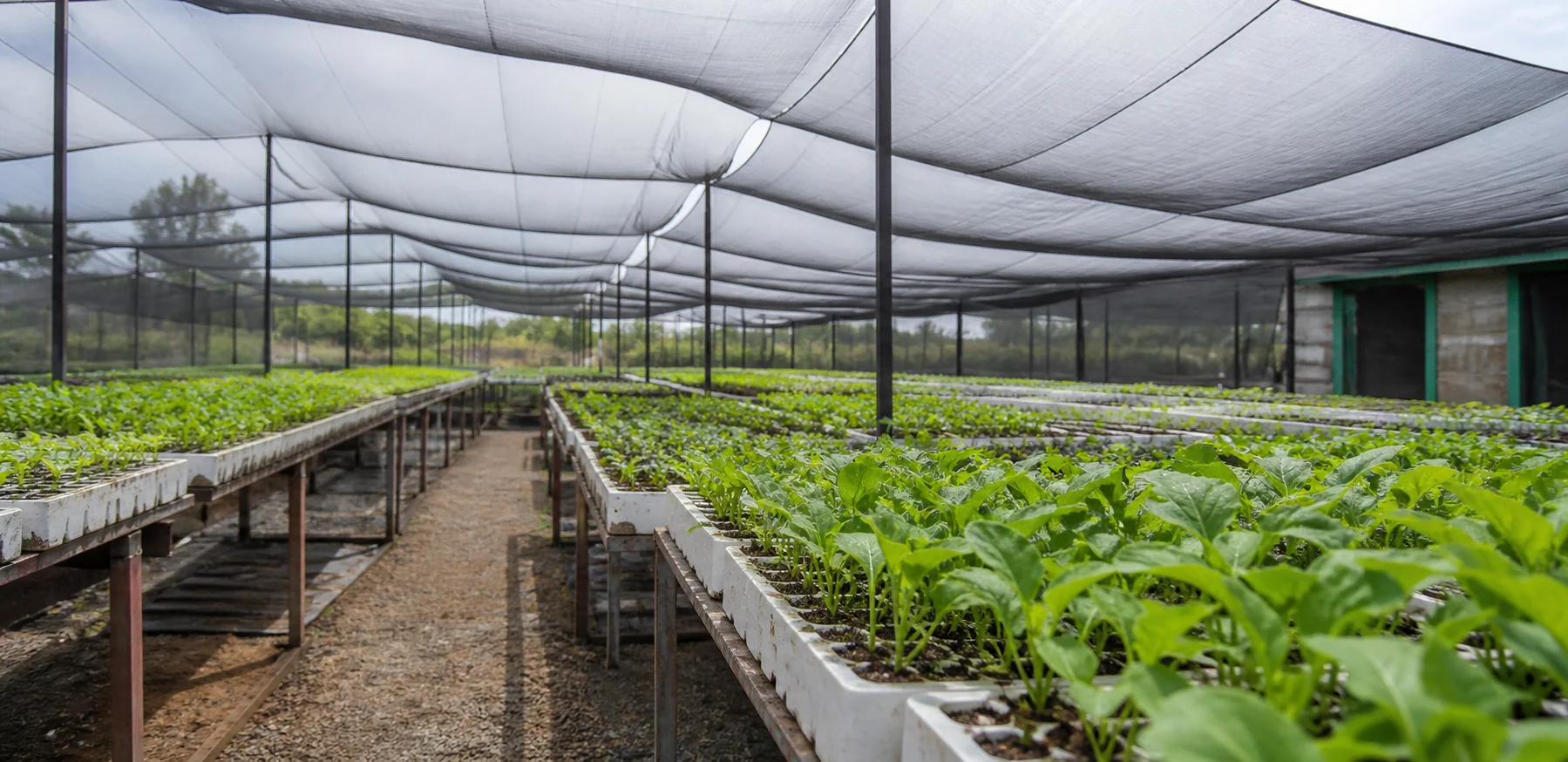 Representative image of white propagation trays arranged in a shade-net nursery
