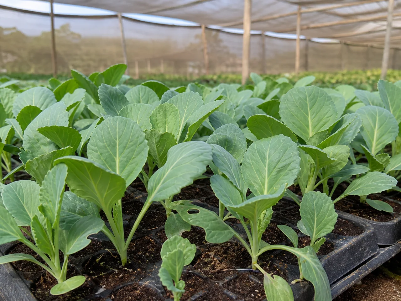 Representative young cabbage seedlings in nursery trays