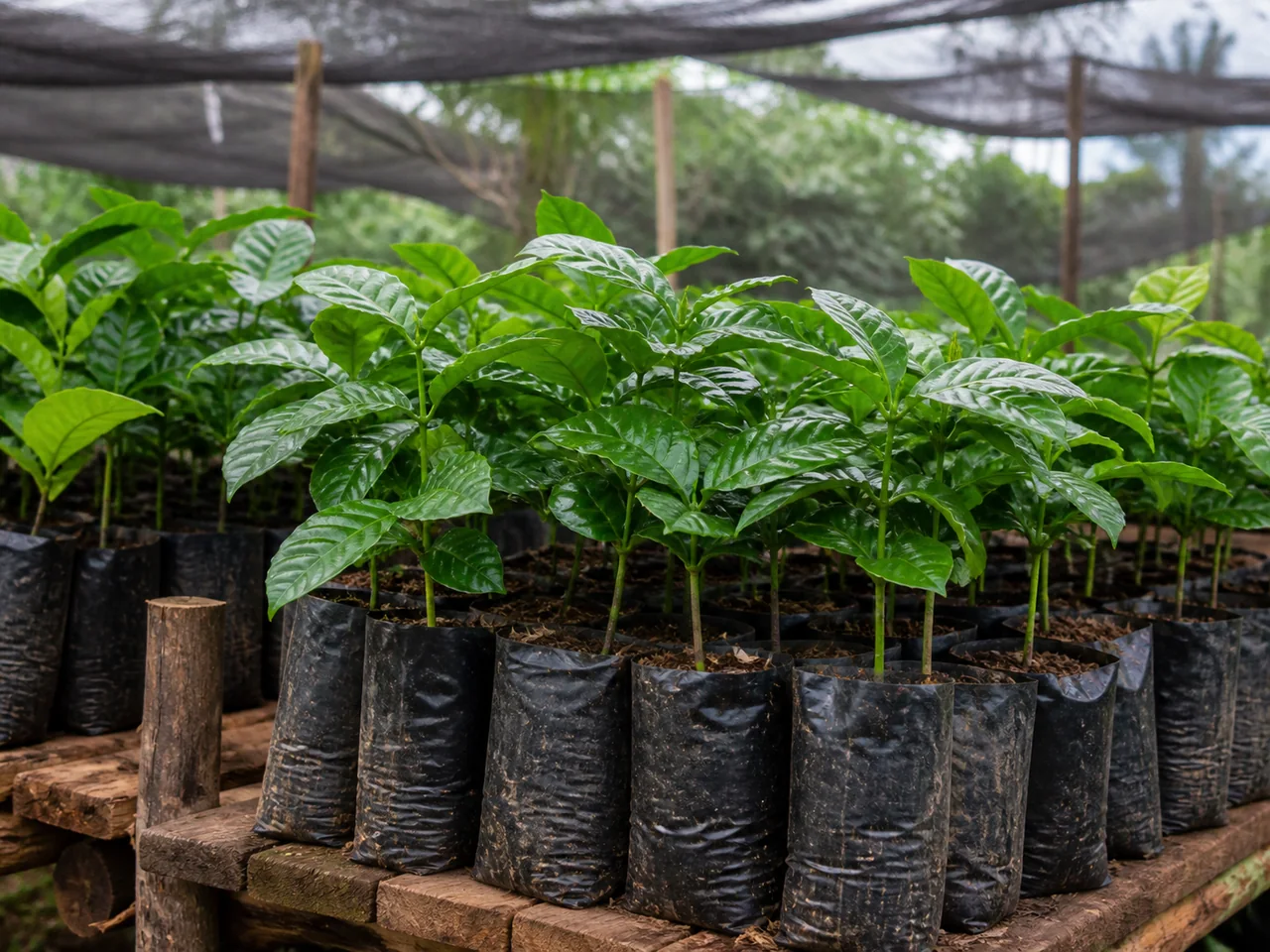 Representative young coffee seedlings in nursery grow bags