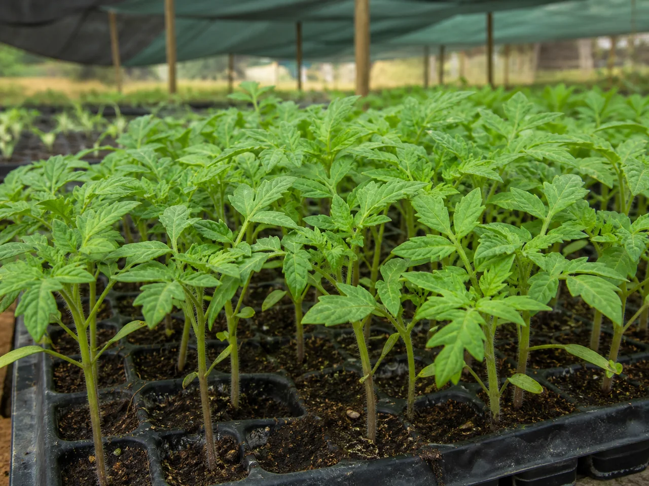 Representative tomato seedlings for farmers